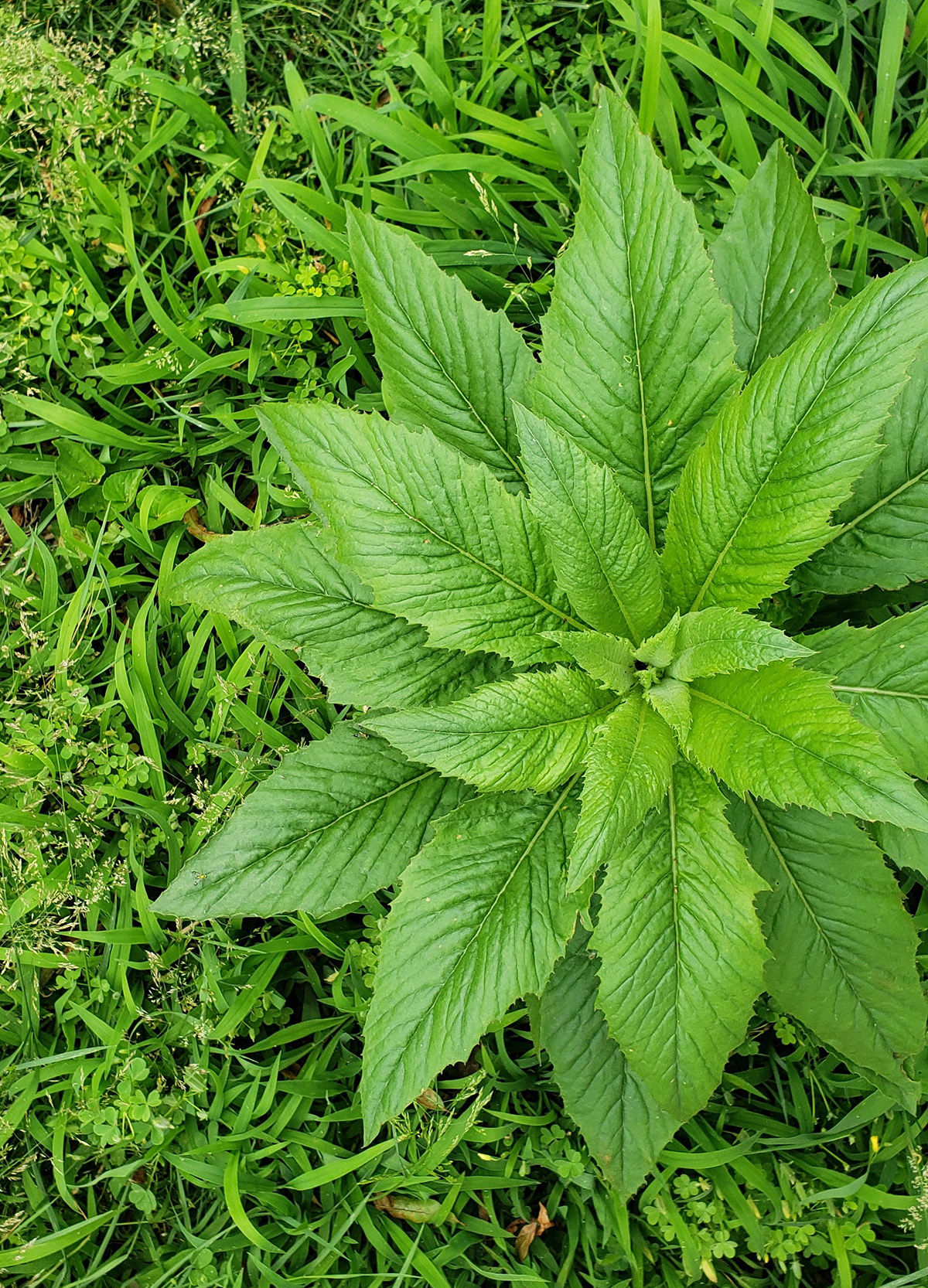 American Burnweed: How to Use the Edible North American Herb
