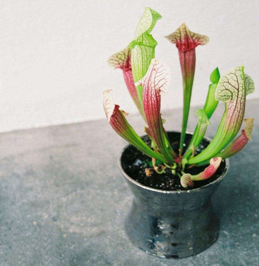 Object of Desire: Stylish Stoneware Planters from the Garden Edit - Gardenista