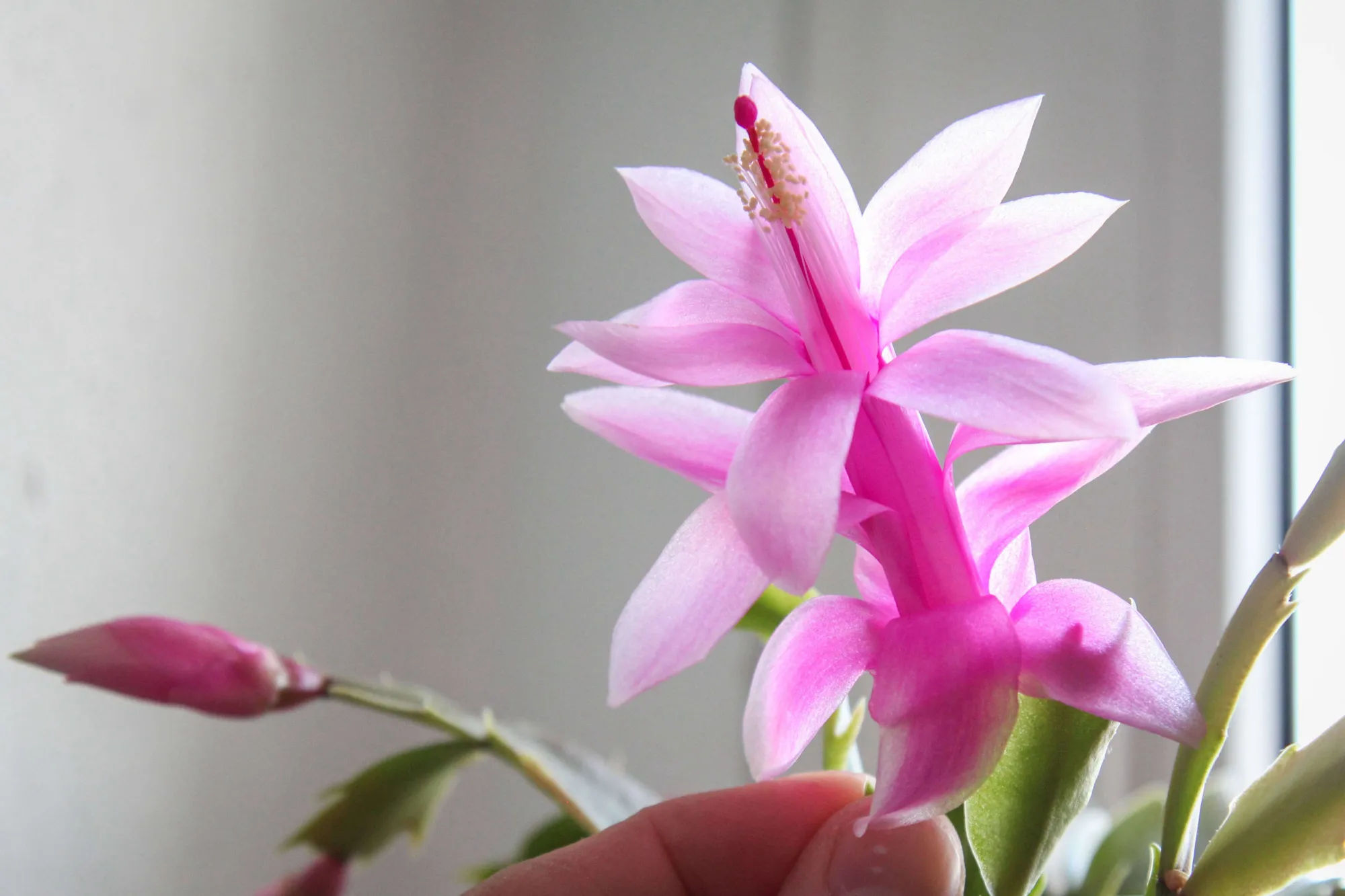 Gardening 101: Christmas Cactus - Gardenista