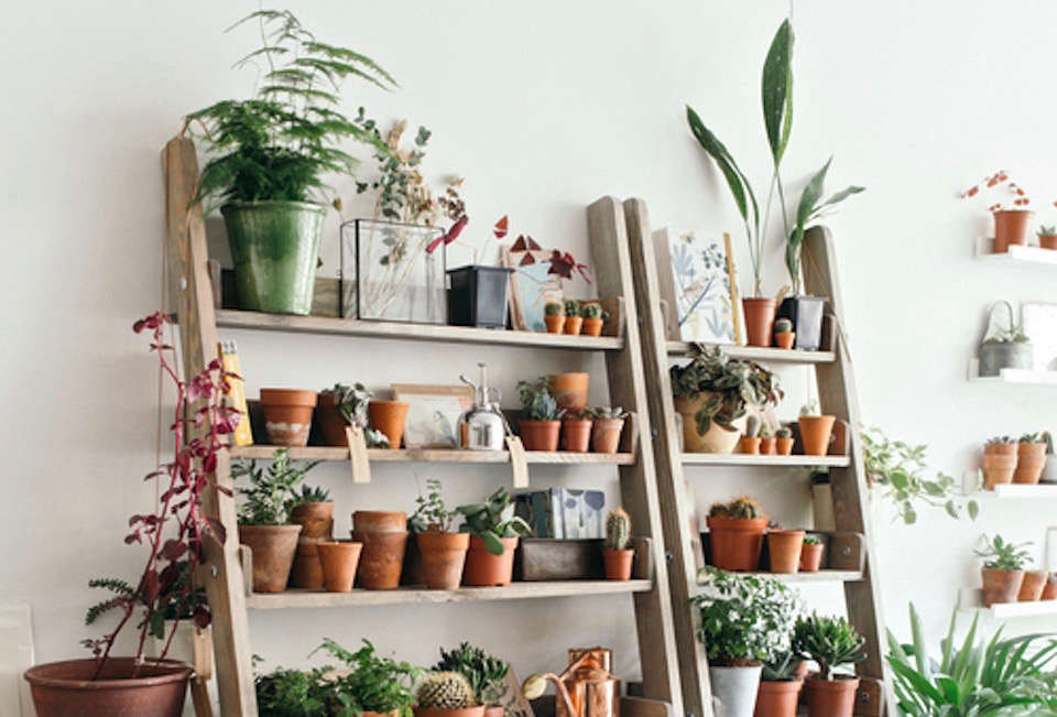 Object of Desire: Wooden Ladder Bookshelf for Plants - Gardenista