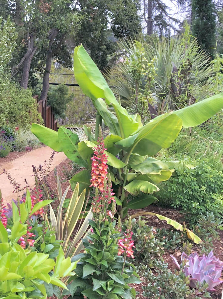 The enormous leaves of the &#8216;Ice Cream&#8217; banana plant add a tropical vibe to gardens. Photograph by Lonna Lopez.