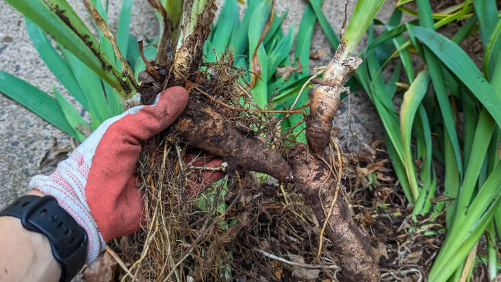 Once all the rhizomes have been lifted out of the ground, brush the soil off of them. Assess what you have. Discard the mother rhizomes; rhizomes bloom only once, so you&#8217;ll want to replant with the daughter offshoots. Also toss rhizomes that are mushy and rotten, have iris borer damage, or lack fans of leaves (see below). 