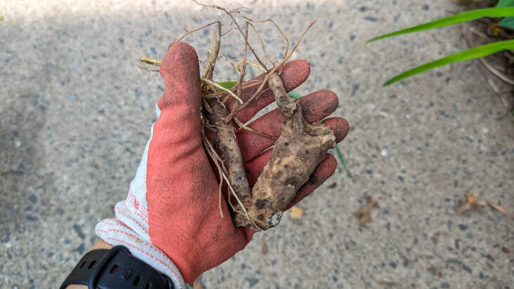 Once you have removed the damaged and diseased parts, look at what&#8217;s left. You want to divide them in such a way that each section has a fan of leaves growing from it. Some may have buds where next year’s rhizomes will sprout. If the buds are on a section that has a fan, keep them with the fan. Don’t divide them. They are not fully formed yet and it&#8217;s better if they are kept with the section with the fan. 