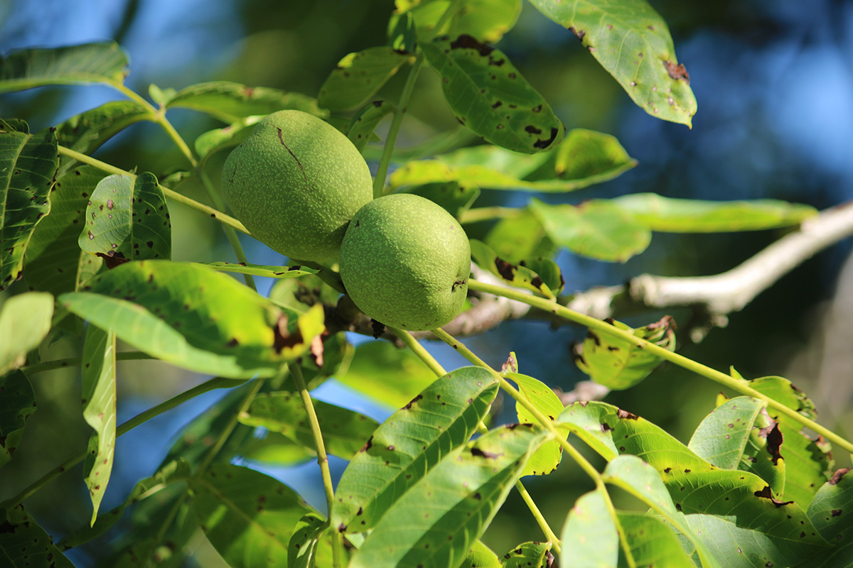 A Candy Recipe for Foraged Younger Walnuts - naturery.net