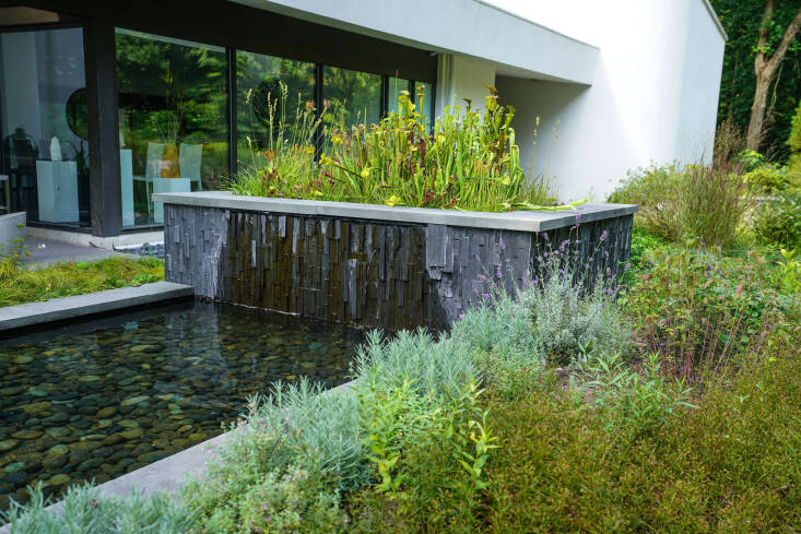  Above: The owners love to garden and have a passion for bog plants. Weaner built a weeping container, filling it with a variety of pitcher plants and orchids. He surrounded the bog garden with “Lysimachia lanceolata var. purpurea, which has beautiful spreading foliage with red leaves in the spring and yellow flowers, and lavender, which is not a native, but loves the hot, dry, reflective sunlight from the stone.”