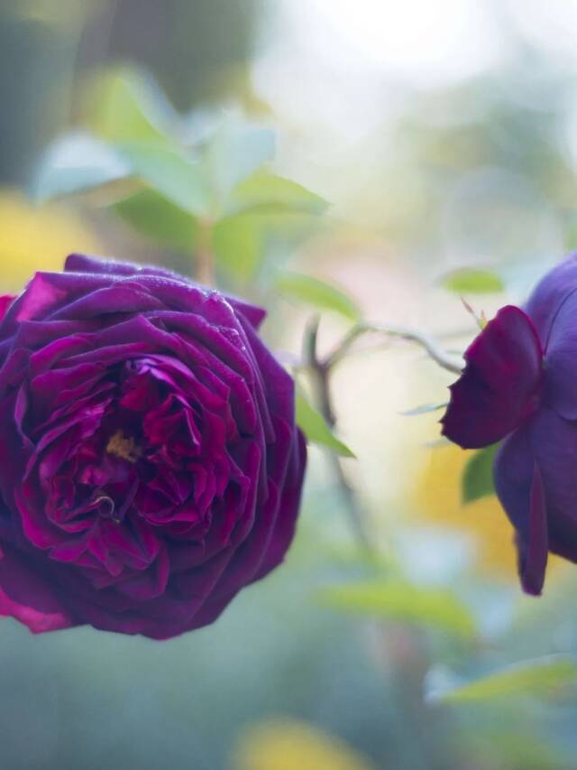 Gardening 101: Roses - Gardenista Web Story - Gardenista