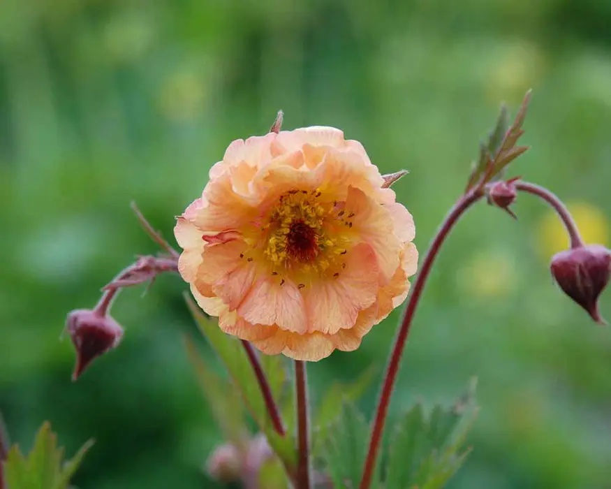 Geums: Light, Water, and Soil Conditions for Growing Avens