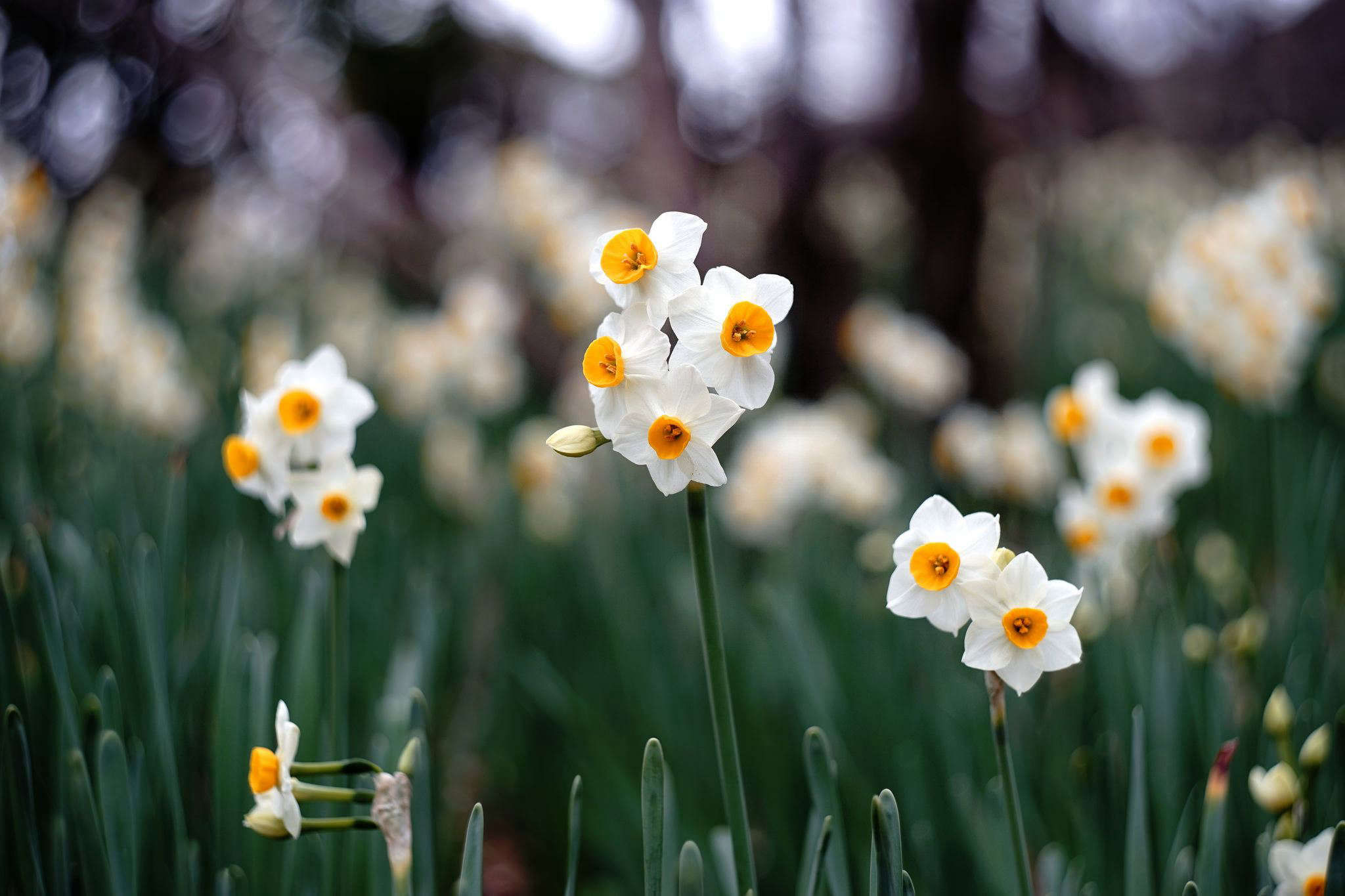 Fall Bulbs 2017: The 9 Best Daffodils to Order Now - Gardenista