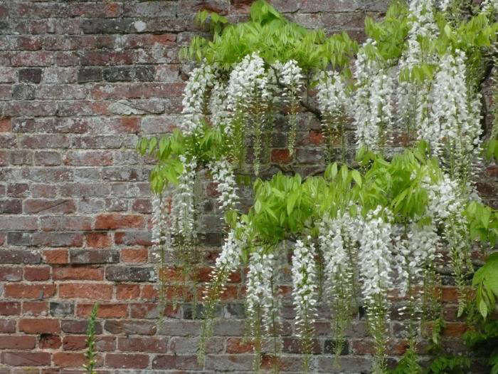 Gardening 101: Wisteria - Gardenista