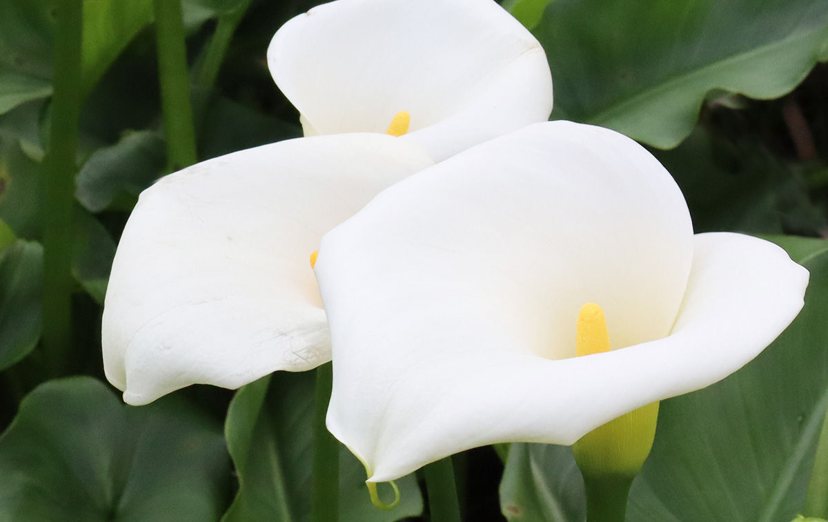 Arum Lilies (aka Calla Lilies) Grow Wild in South Africa Web Story ...