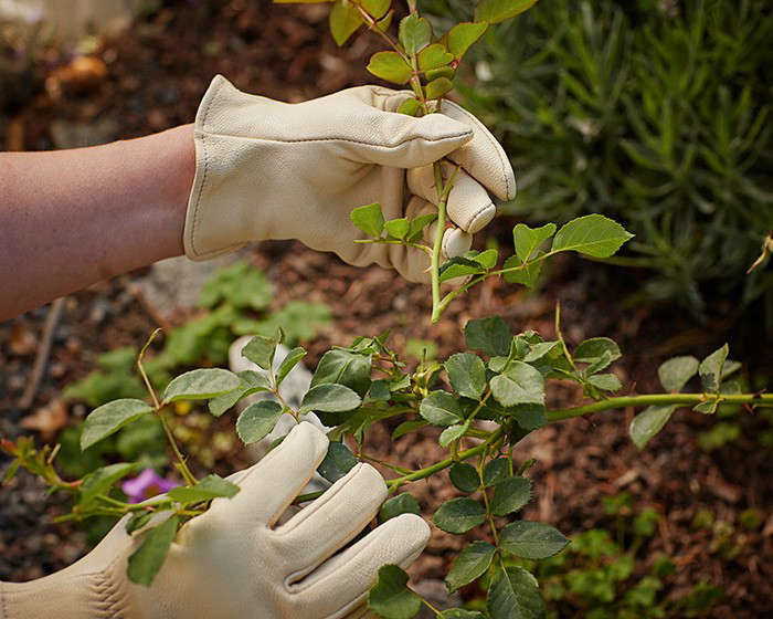 Preparing Your Garden for Fall: 5 Chores to Do in August