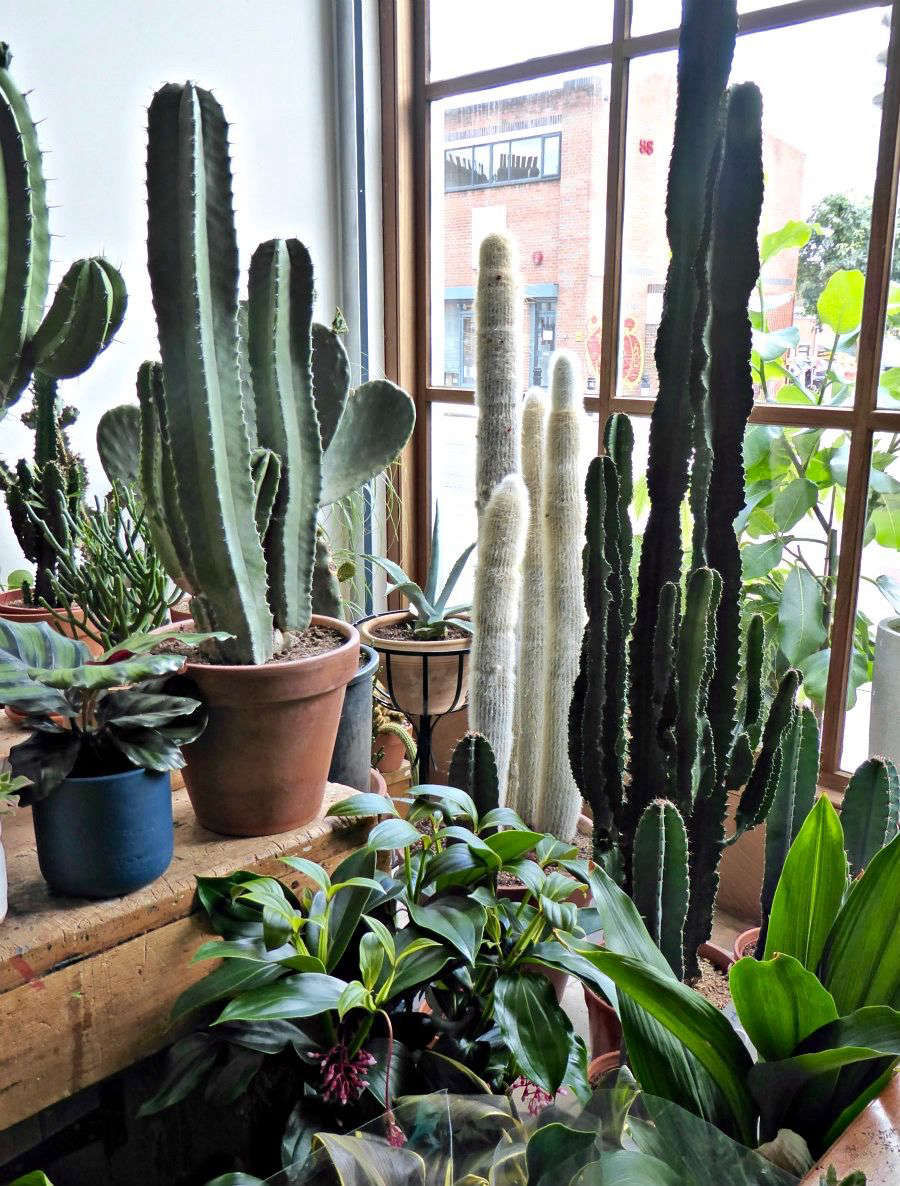 Gardening 101: Totem Pole Cactus - Gardenista