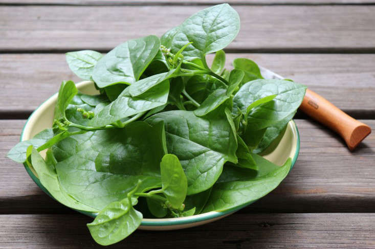 Gardening 101: Spinach - Gardenista