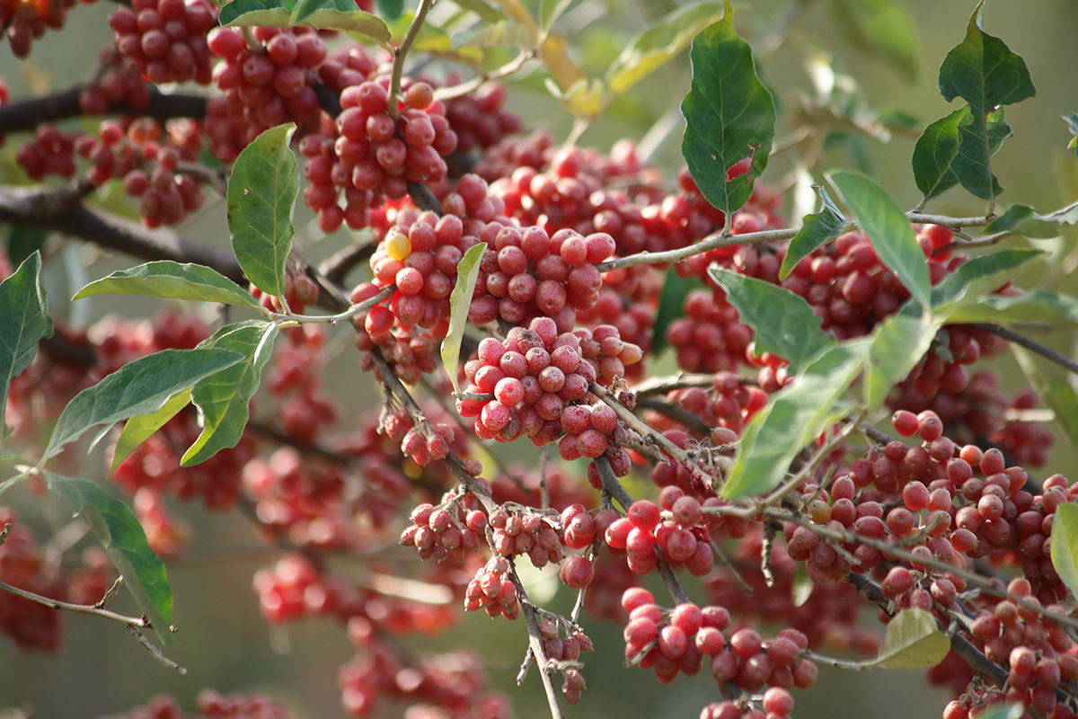 Autumn olives are an invasive fruit that is sustainable to forage