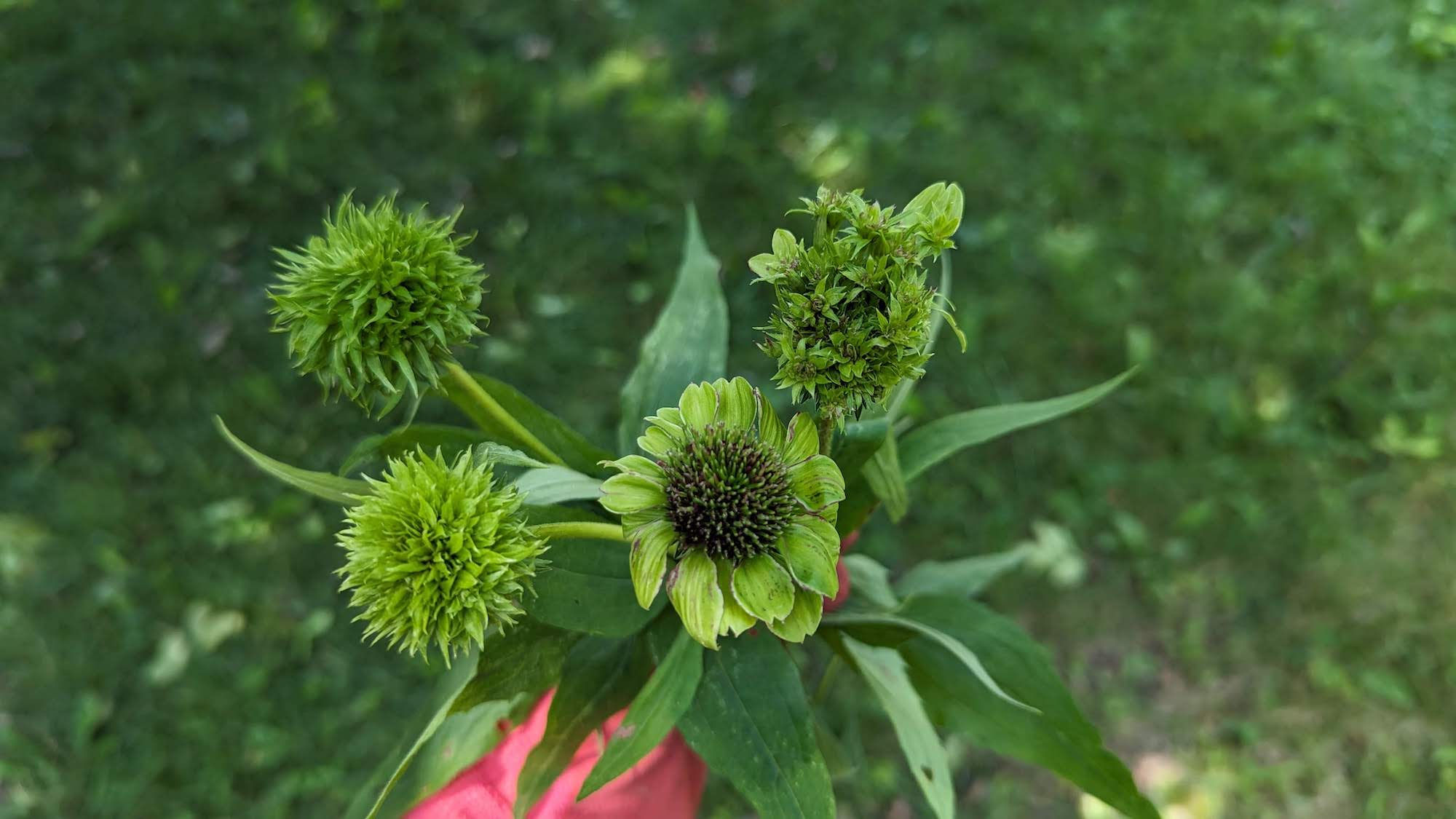 Aster Yellows: What Is It? And How Do You Get Rid of It?