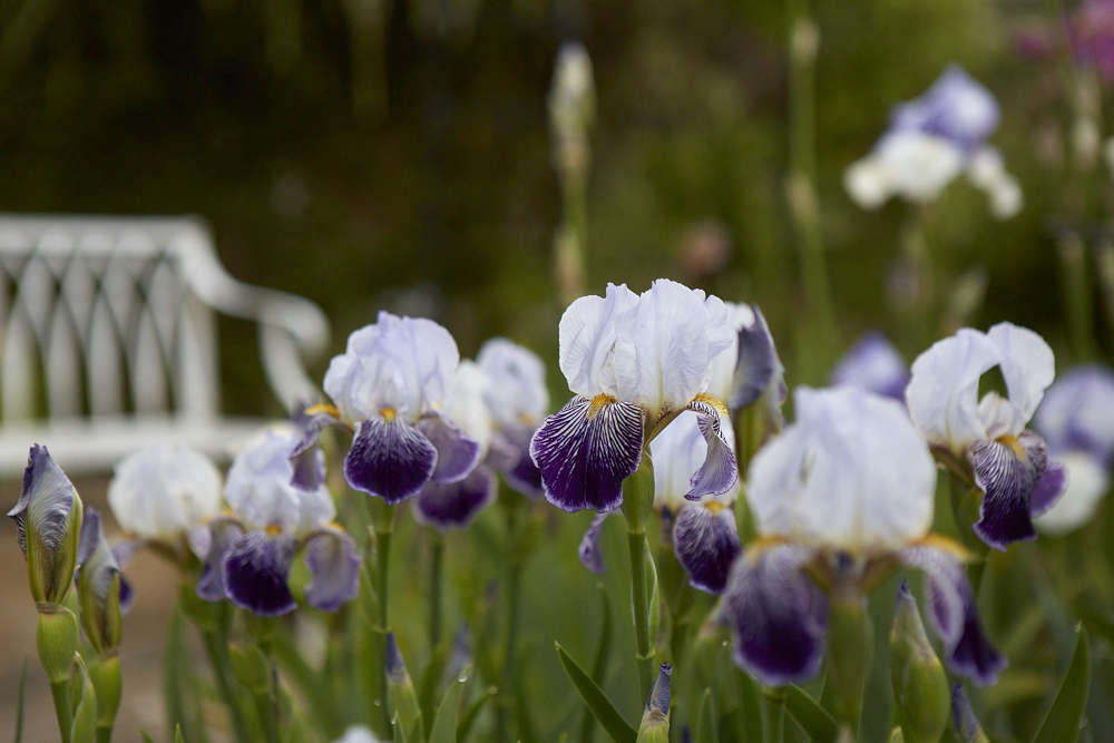 Bearded Irises: A Lost Generation of Flowers Has a Moment - Gardenista