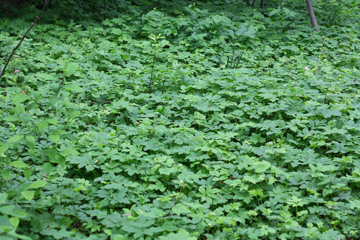 Goutweed: How to Get Rid of Invasive Ground Elder