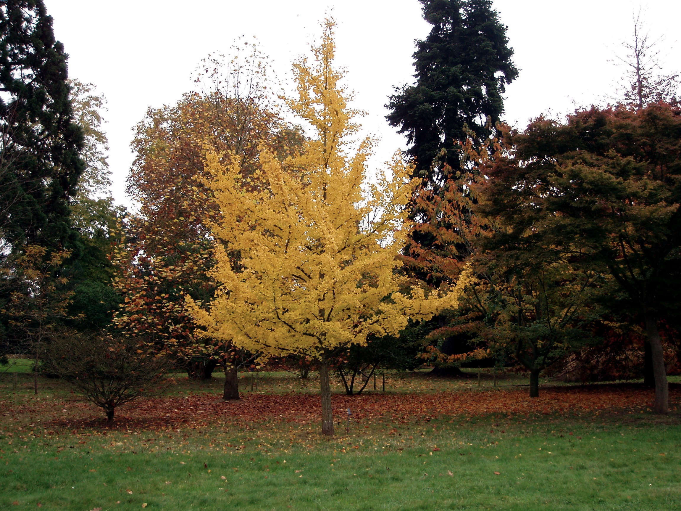 5 Favorites: Wind-Resistant Trees - Gardenista