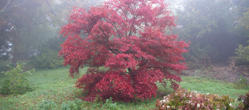 Gardening 101: Maple Tree - Gardenista