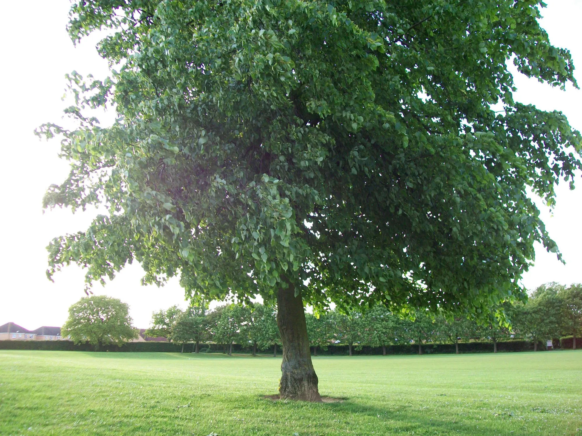 Gardening 101: Littleleaf Linden Tree - Gardenista