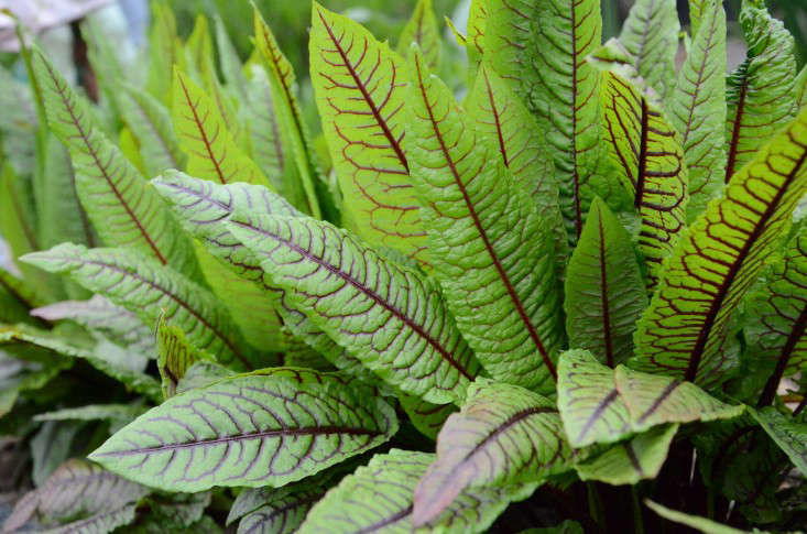 Gardening 101: Sorrel - Gardenista