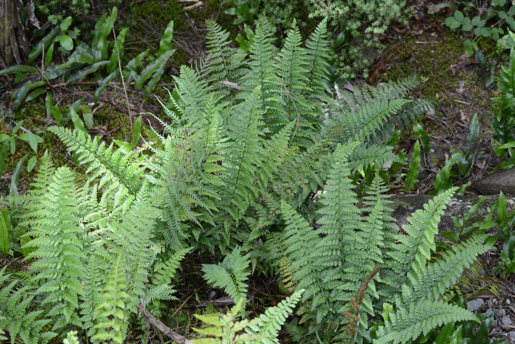 Mother Fern: AKA Hen and Chickens Fern, Mother Spleenwort, and New Zealand Common Spleenwort