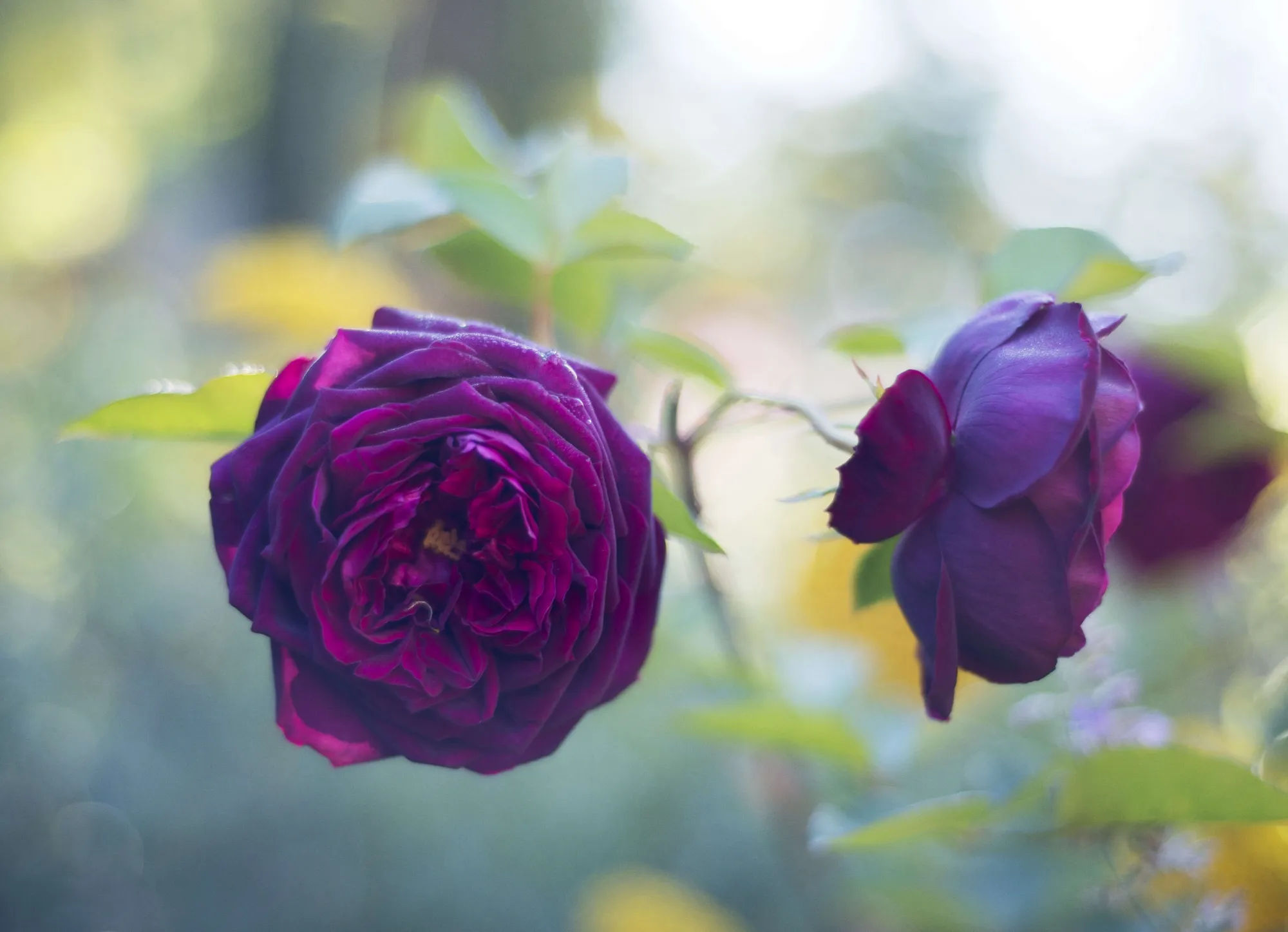 Gardening 101: Roses - Gardenista