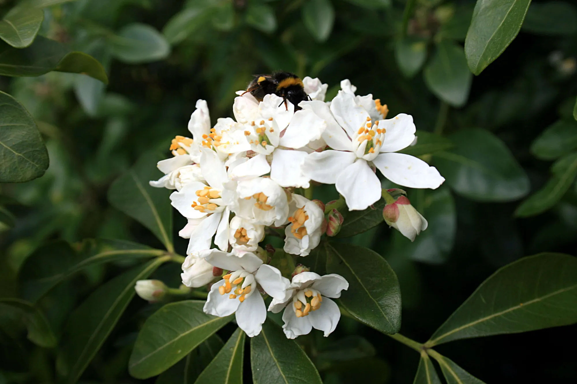 Gardening 101: Mexican Orange Blossom - Gardenista