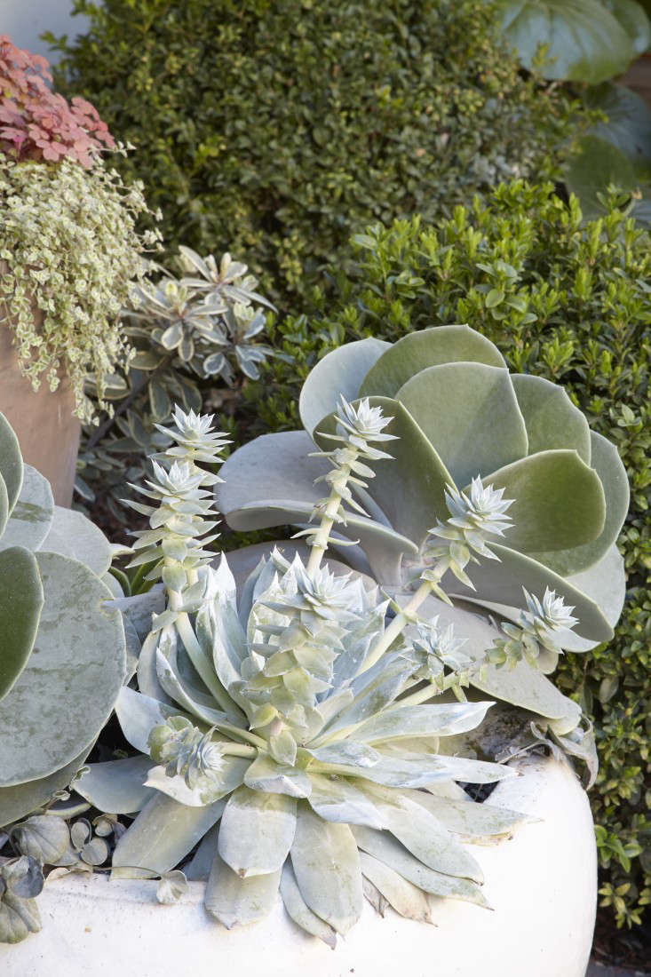 Everything You Need to Know About Succulents - Gardenista