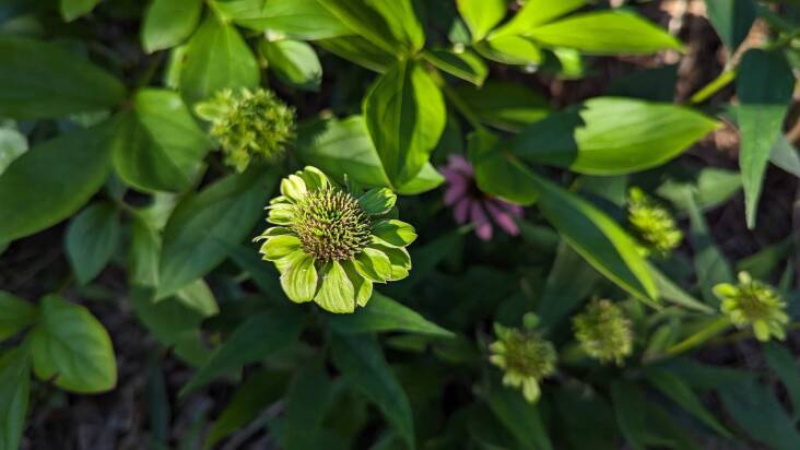 Eerie hue, stunted growthâaster yellows was here.