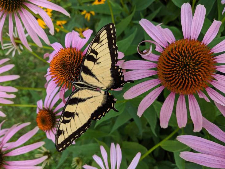 A swallowtail perched on healthy purple-pink coneflowers.