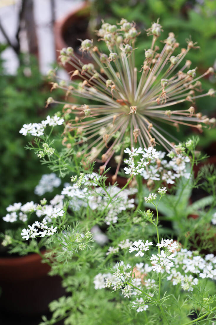 Queen Anne's Lace- 200 Seeds - 50 % off sale