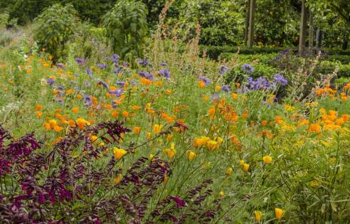 Insectary Garden: The Best Plants to Attract Predator Insects