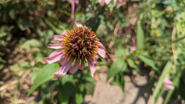 This coneflower does not have aster yellows. The culprit here is coneflower rosette mite.