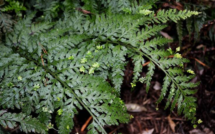 The feathery fronds develop tiny offsets at the edges that grow to roughly two inches before falling off and then sprouting into new ferns near the parent plant. Photograph by Chiara Switzer via Flickr.