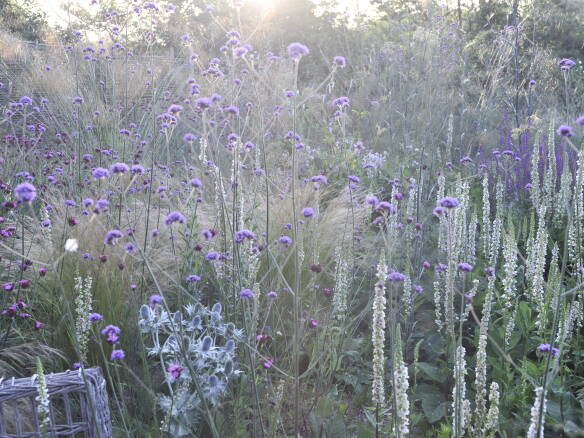 Lavender Flowers Wallpaper. Purple Very Peri Aesthetic. Bio Eco