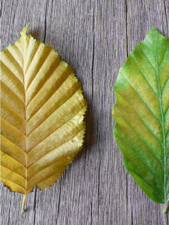 Gardening 101: European Beech Tree - Gardenista Web Story - Gardenista