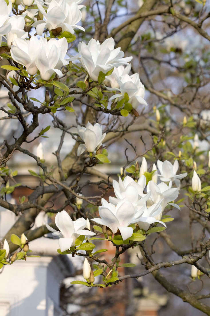 Insider's London: Where to See Magnolias in Bloom - Gardenista