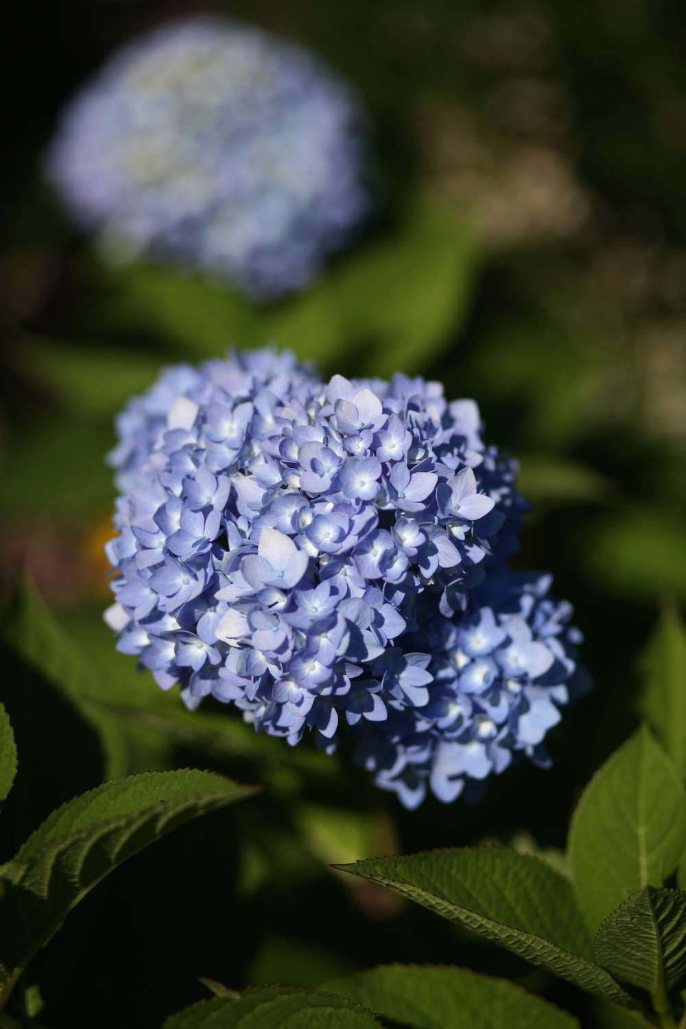 A Master Class in Pruning Hydrangeas from White Flower Farm - Gardenista