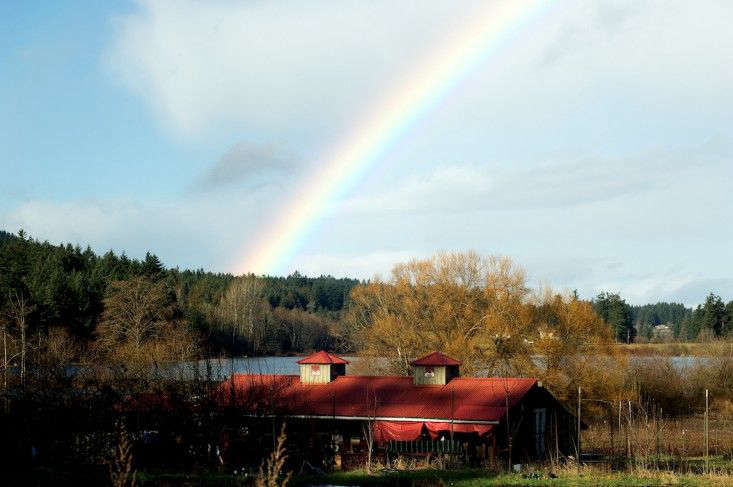 Garden Visit: Organic Flowers at Red Damsel Farm in Victoria, BC - Gardenista