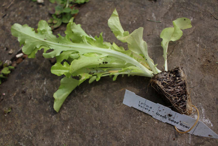 Shopper's Diary: Instant Vegetables from Rocket Gardens in Cornwall, UK - Gardenista