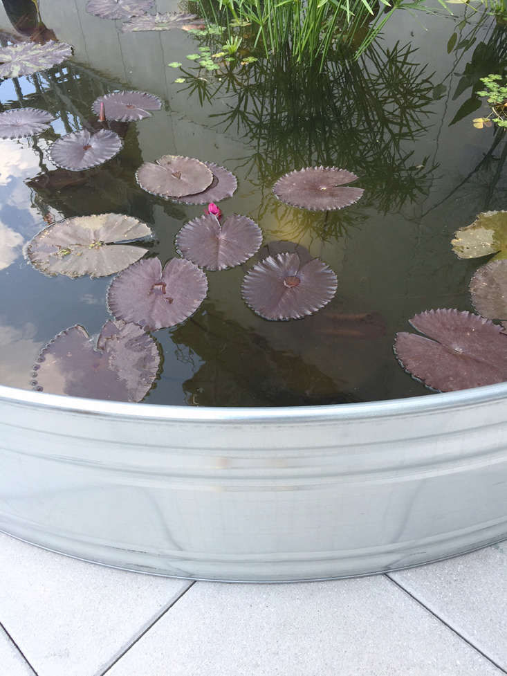 NYC Weekend: Lily Pads and Rooftop Ponds at the Whitney Museum - Gardenista