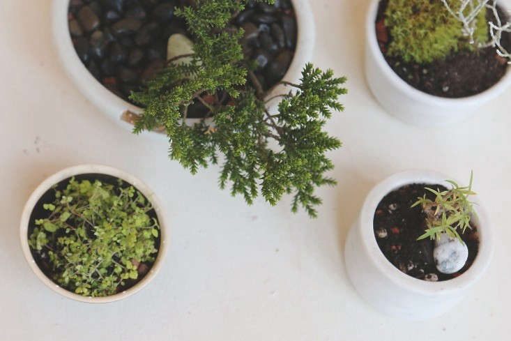 DIY: No-Fuss Bonsai for Beginners - Gardenista