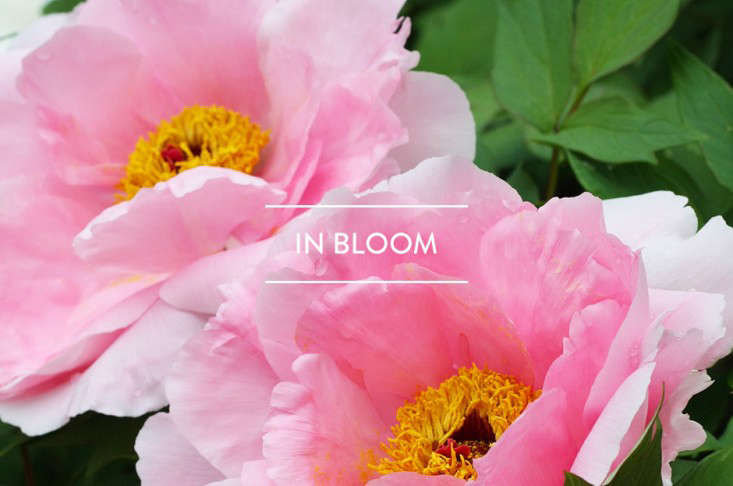 Table of Contents: In Bloom - Gardenista