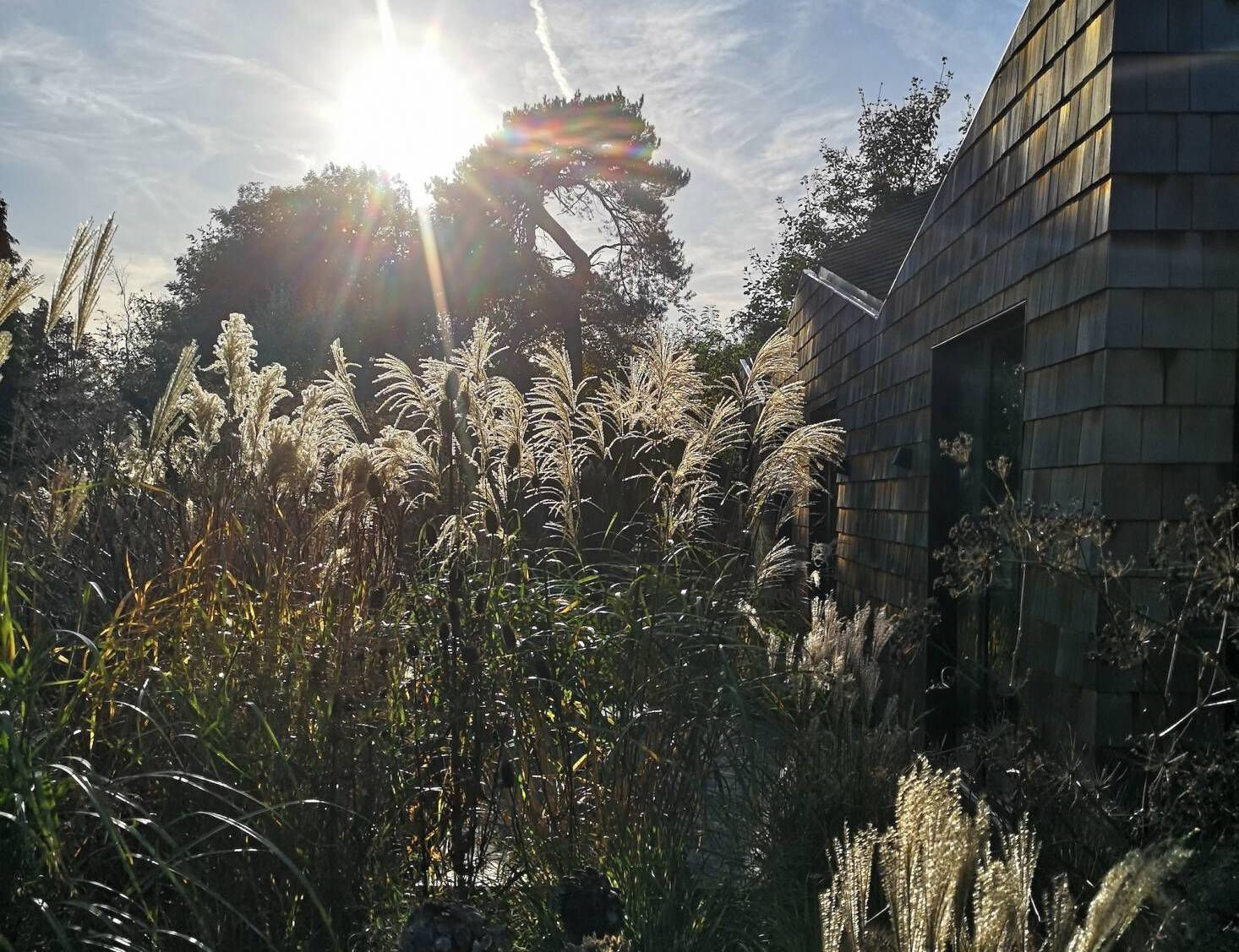 Stipa gigantea: aka Giant Feather Grass and Golden Oats