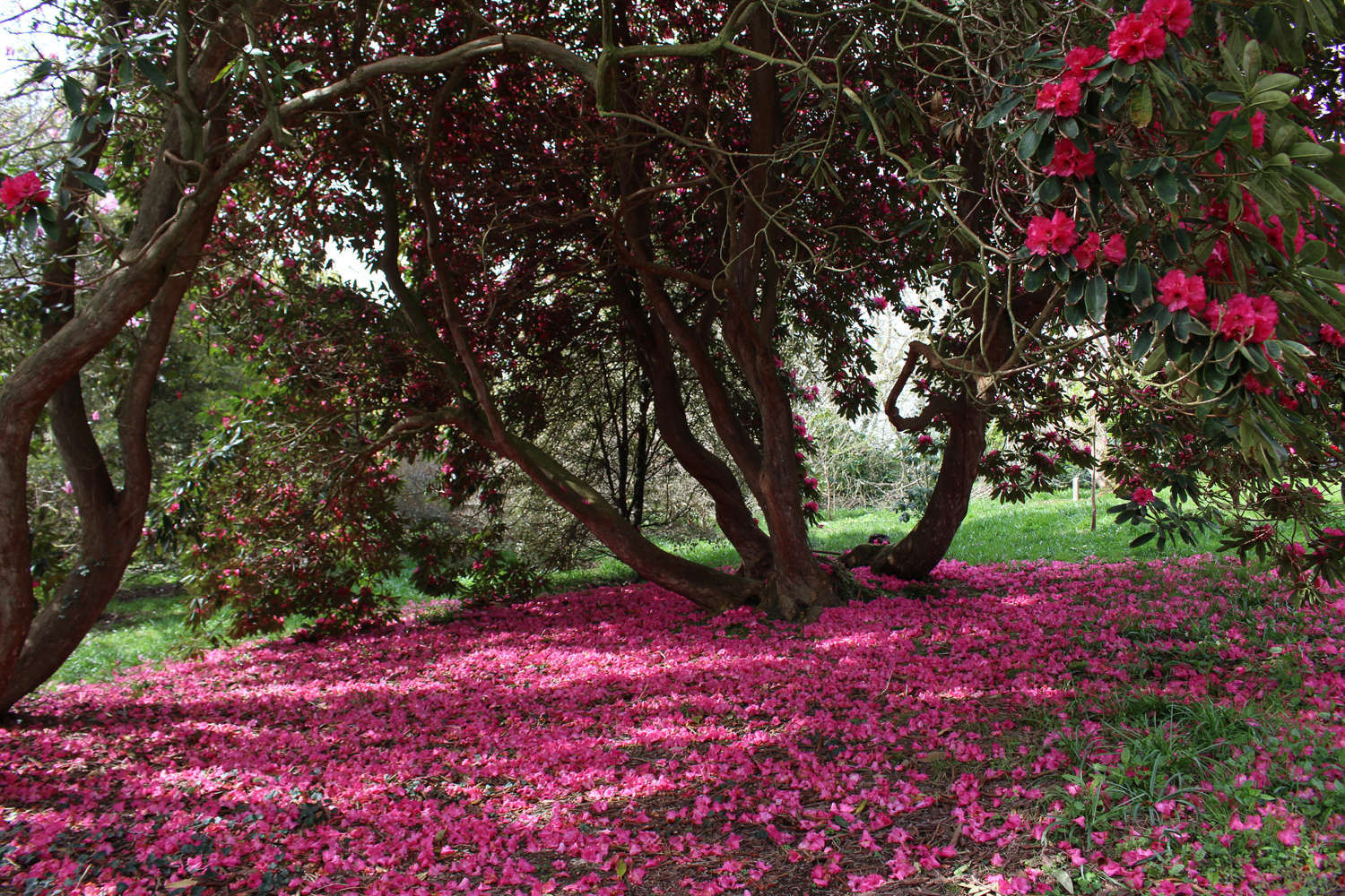 Rhododendrons and Memories of Manderley: A Garden Visit - Gardenista