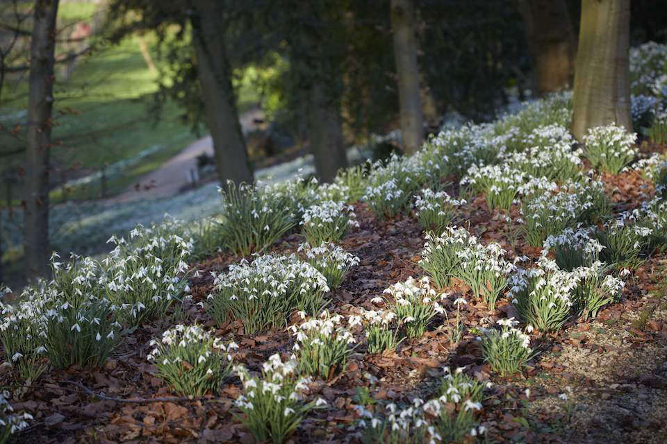 Garden Visit: Snowdrop Season at Painswick Rococo Garden - Gardenista