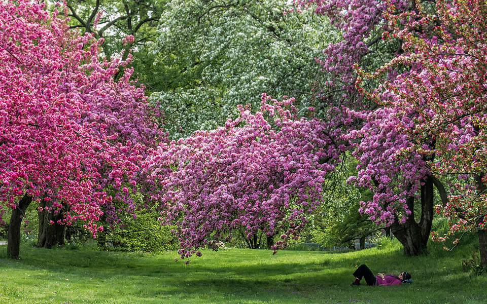 April in New York: Visit the NY Botanical Garden in Bloom - Gardenista