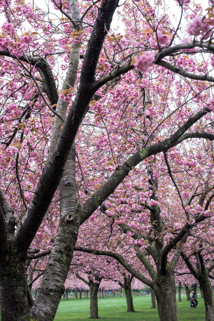 Cherry Blossoms: 6 Flowering Trees to Grow at Home - Gardenista