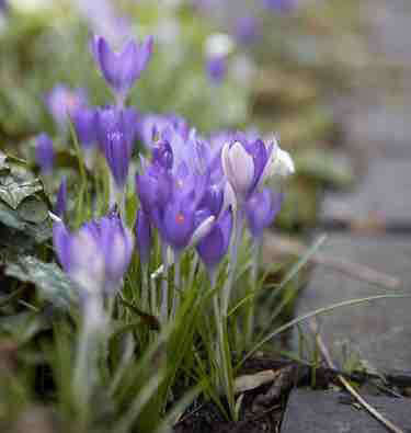 Garden Design 101: Crocus, a Perfect Excuse for Color - Gardenista